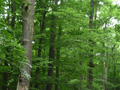 Sobědražský prales